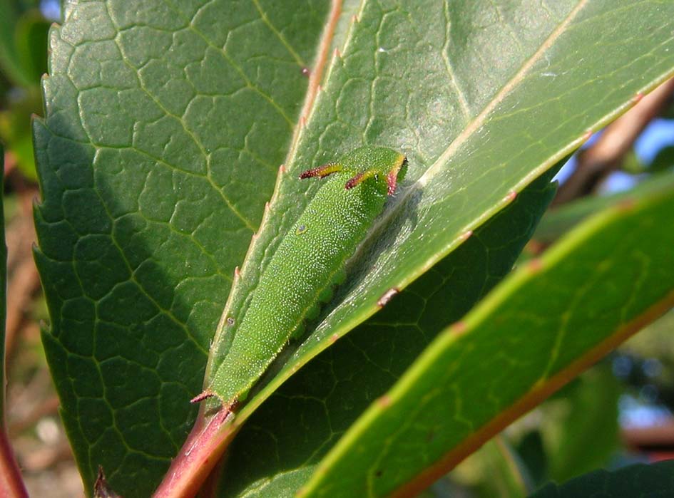 Charaxes jasius